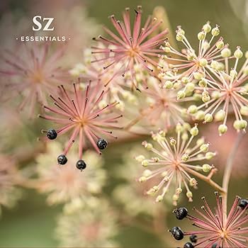 エジプシャンオイル SPIKENARD Amazon.com: Sz Essentials - Jatamansi Essential Oil aka